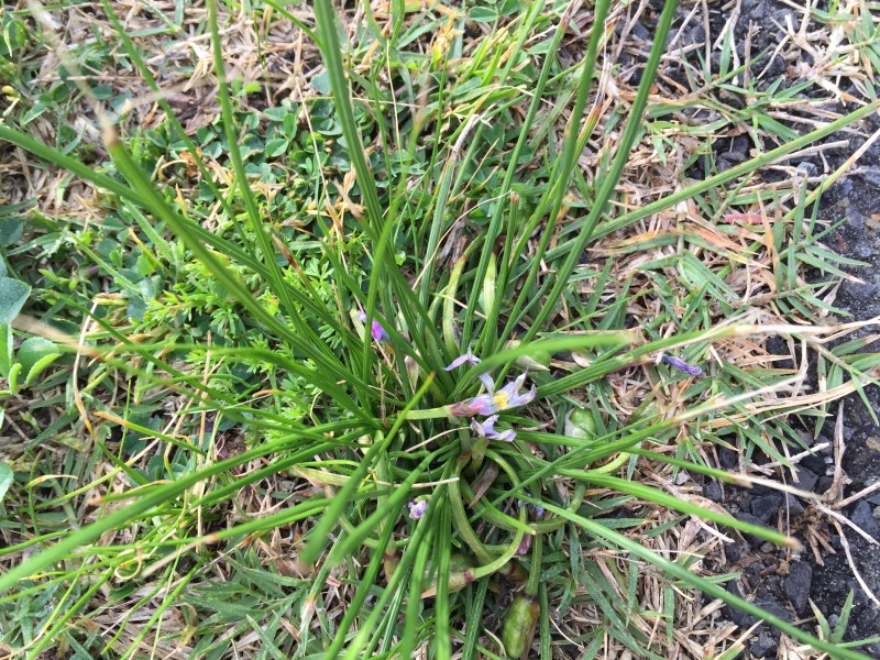 Onion Grass Nuturf