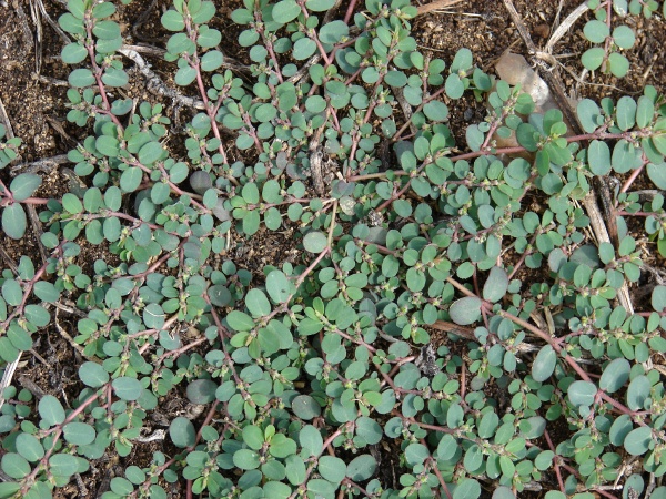 Spotted Spurge Nuturf