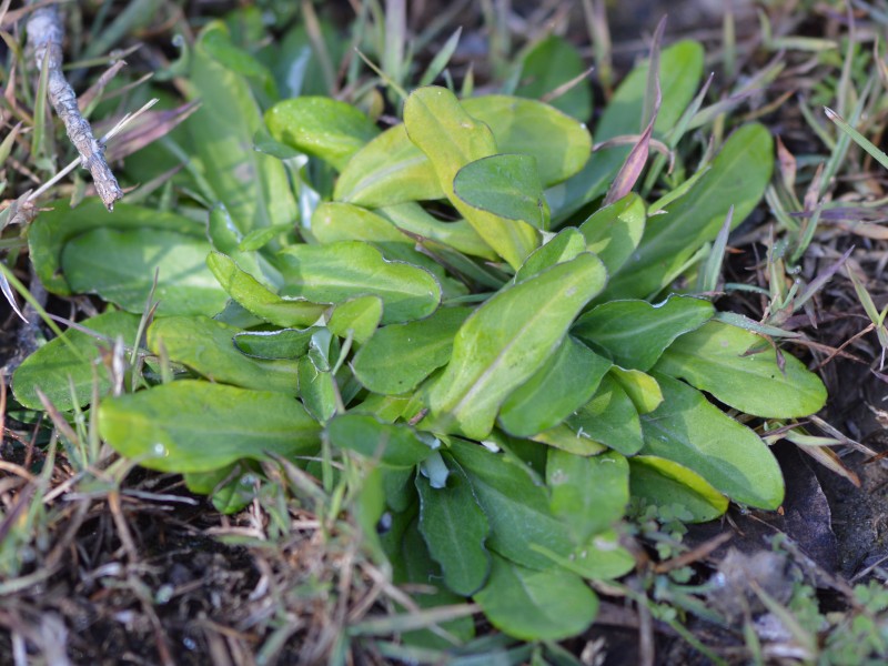 Weed Control - Nuturf