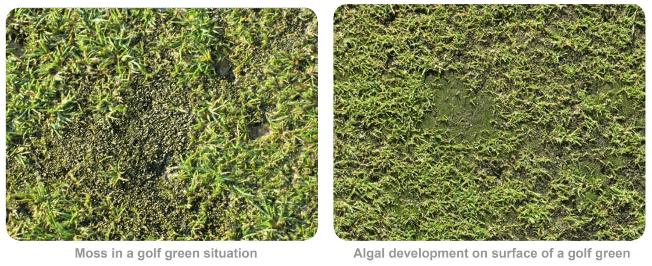 How To Get Rid Of Green Turf Algae