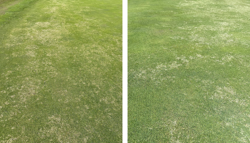 Nuturf user trials show clear bleaching of the target couch grass after the first application of Pylex Herbicid