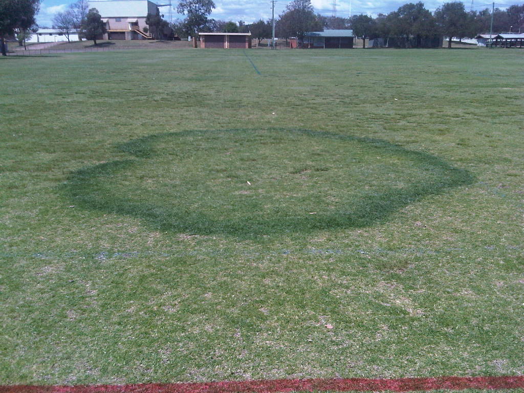 Fairy Ring