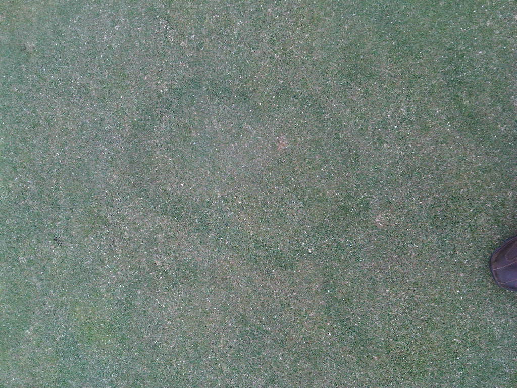 Fairy Ring