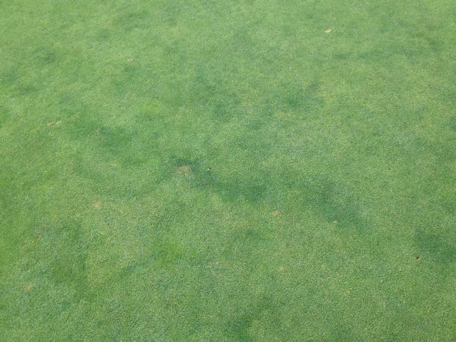 Fairy Ring