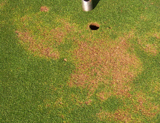 Anthracnose