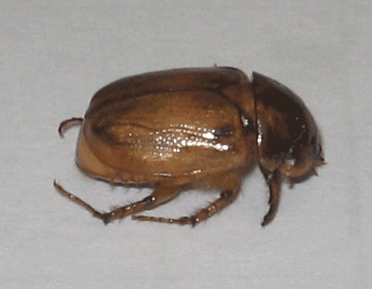 Argentine Scarab
