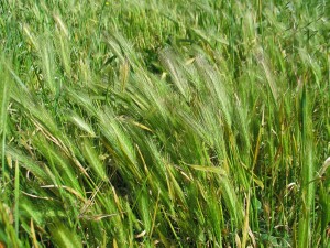 Barley Grass