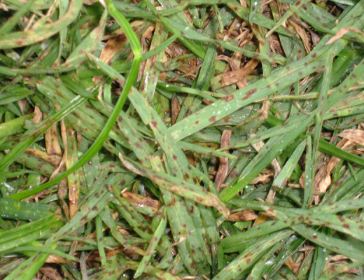 Bipolaris