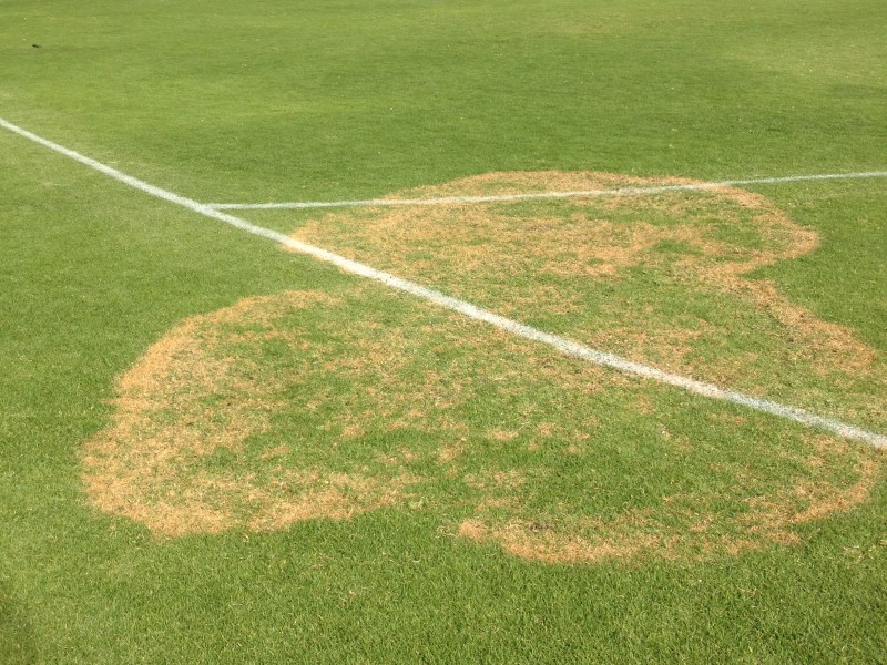 Brown Patch