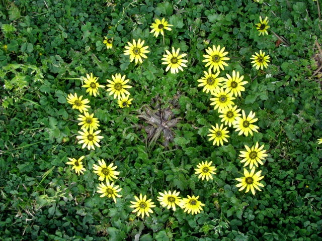 Capeweed