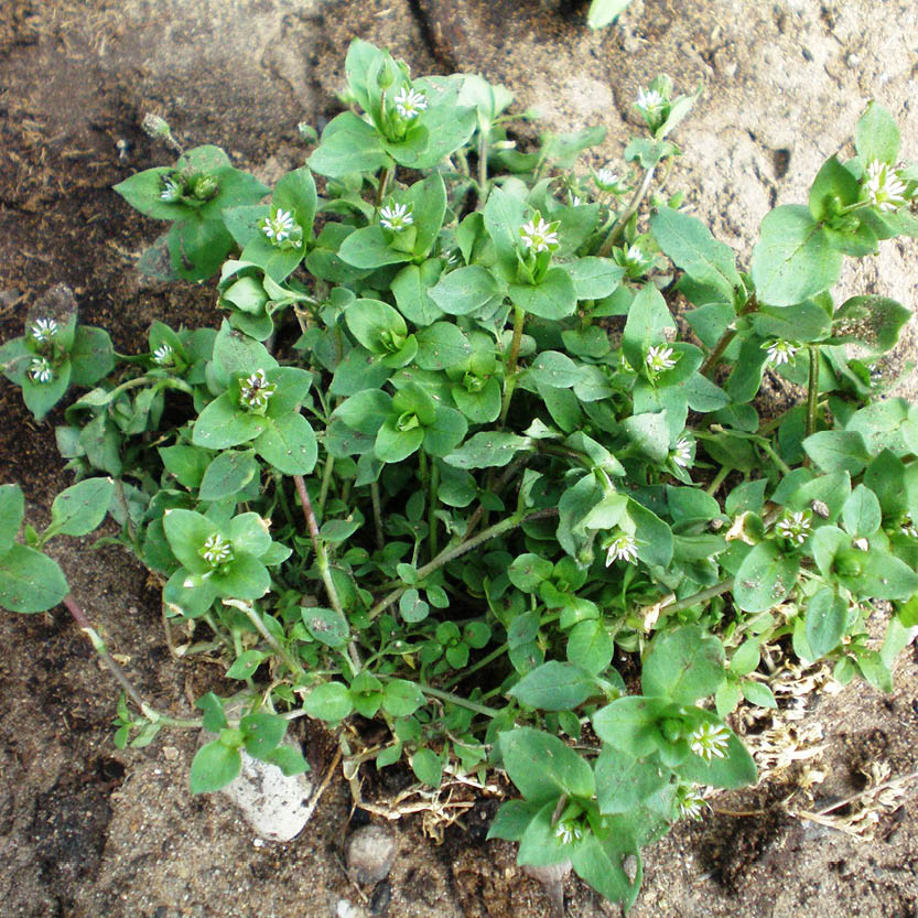 Chickweed