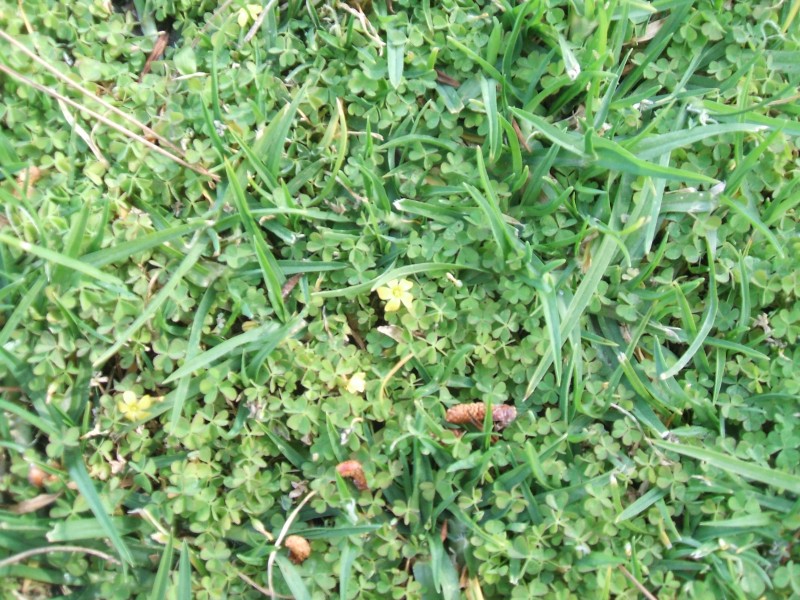 Creeping Oxalis