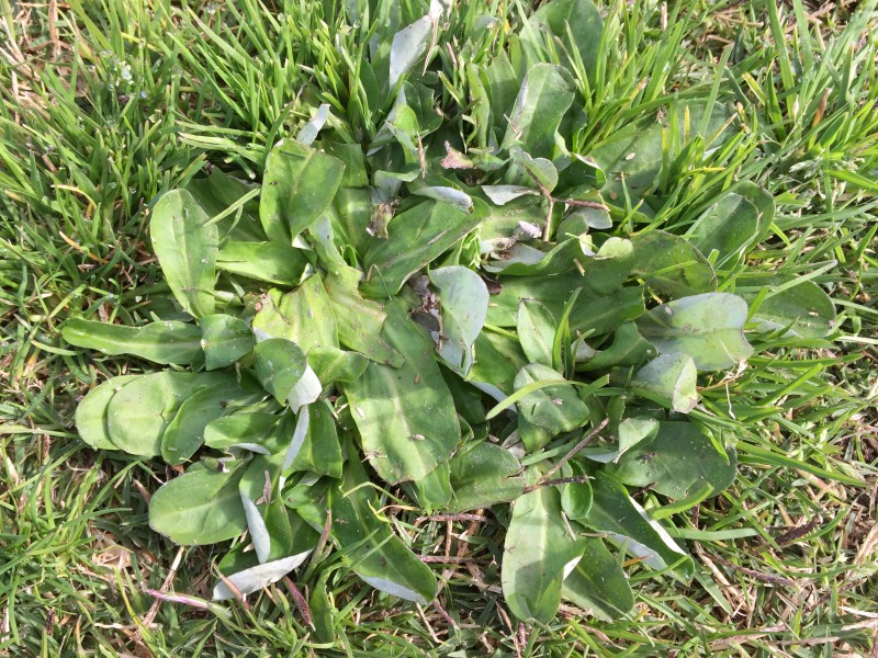 Cudweed