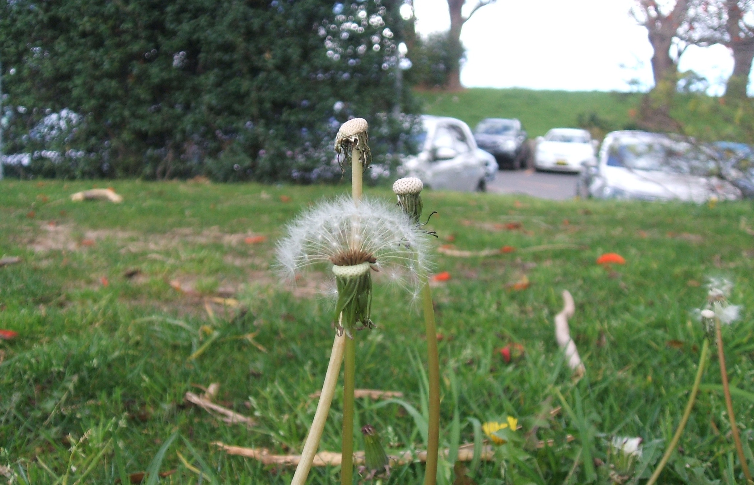 Dandelion