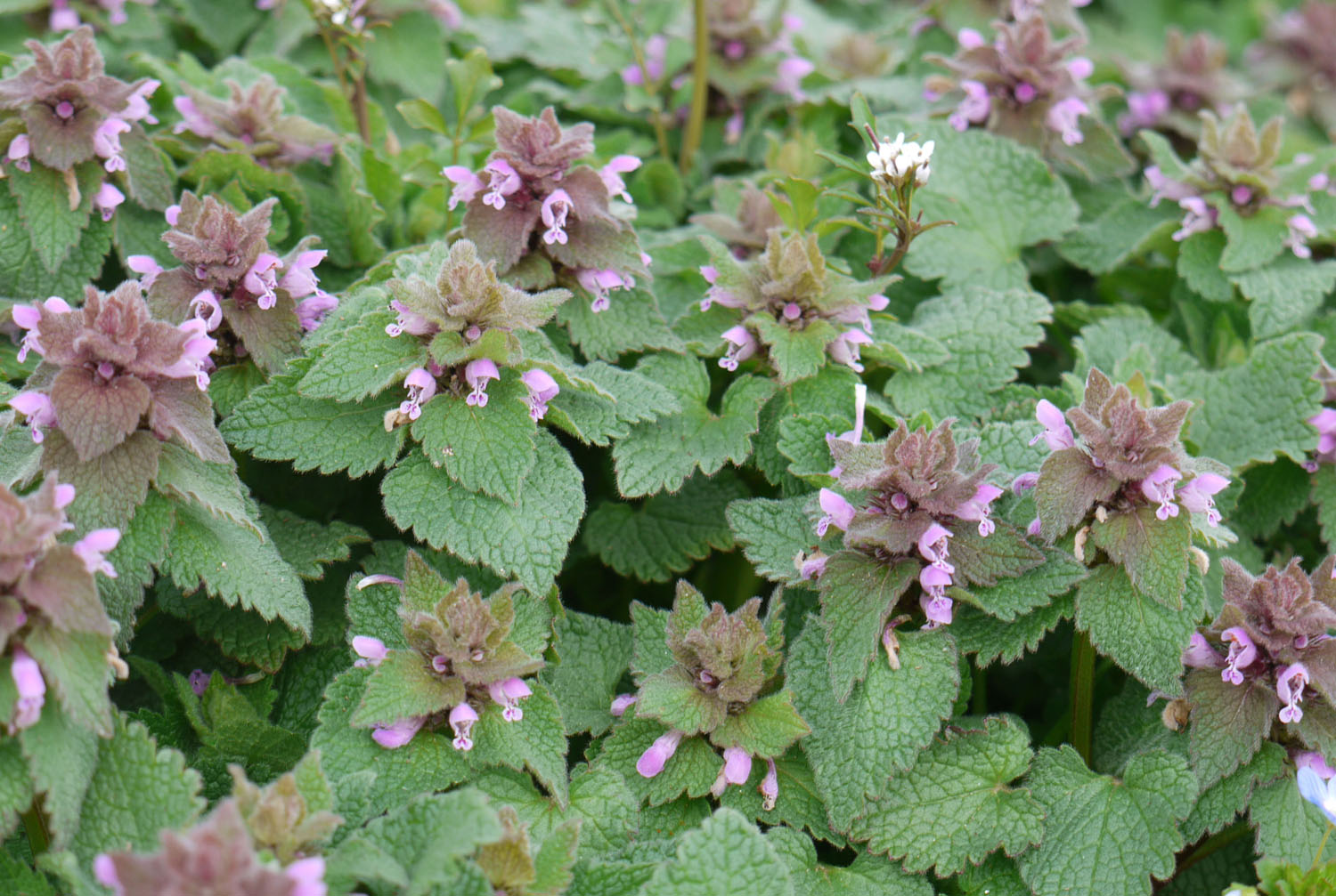 Deadnettle