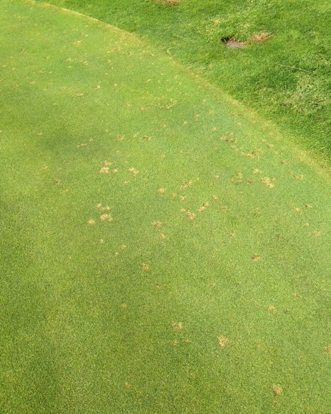 Dollar Spot