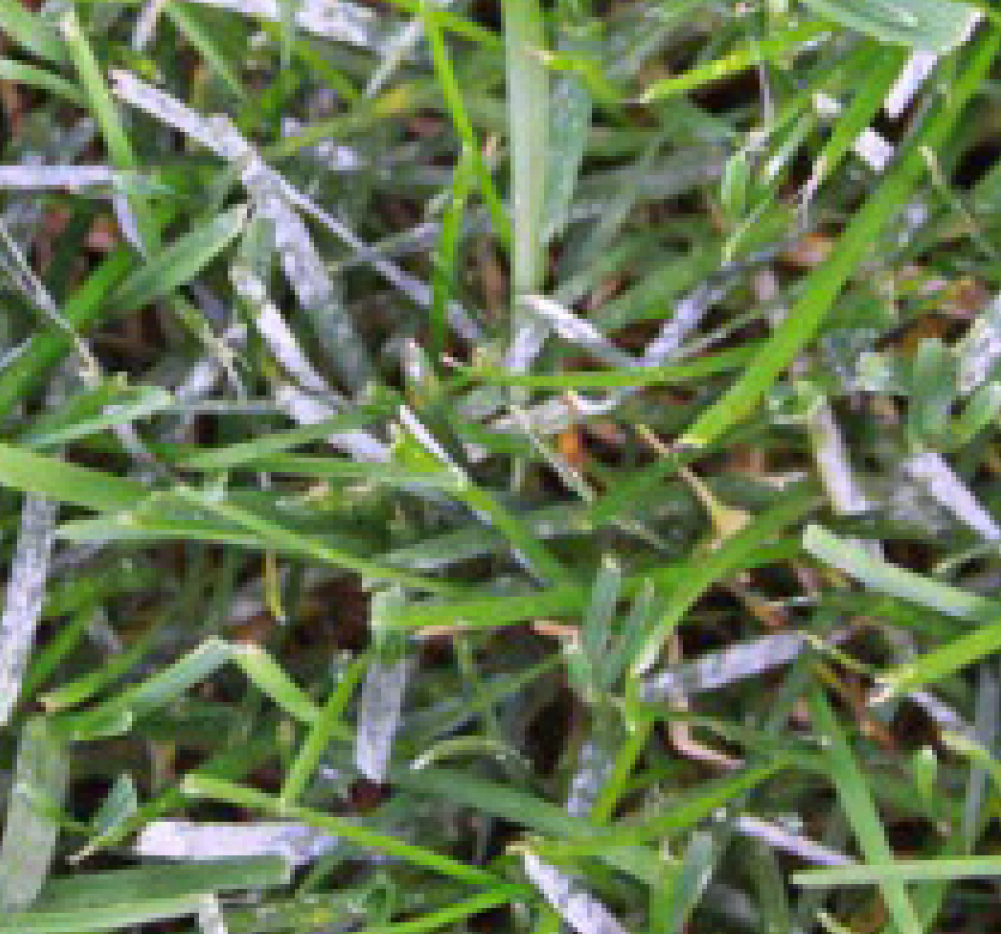 Downy Mildew