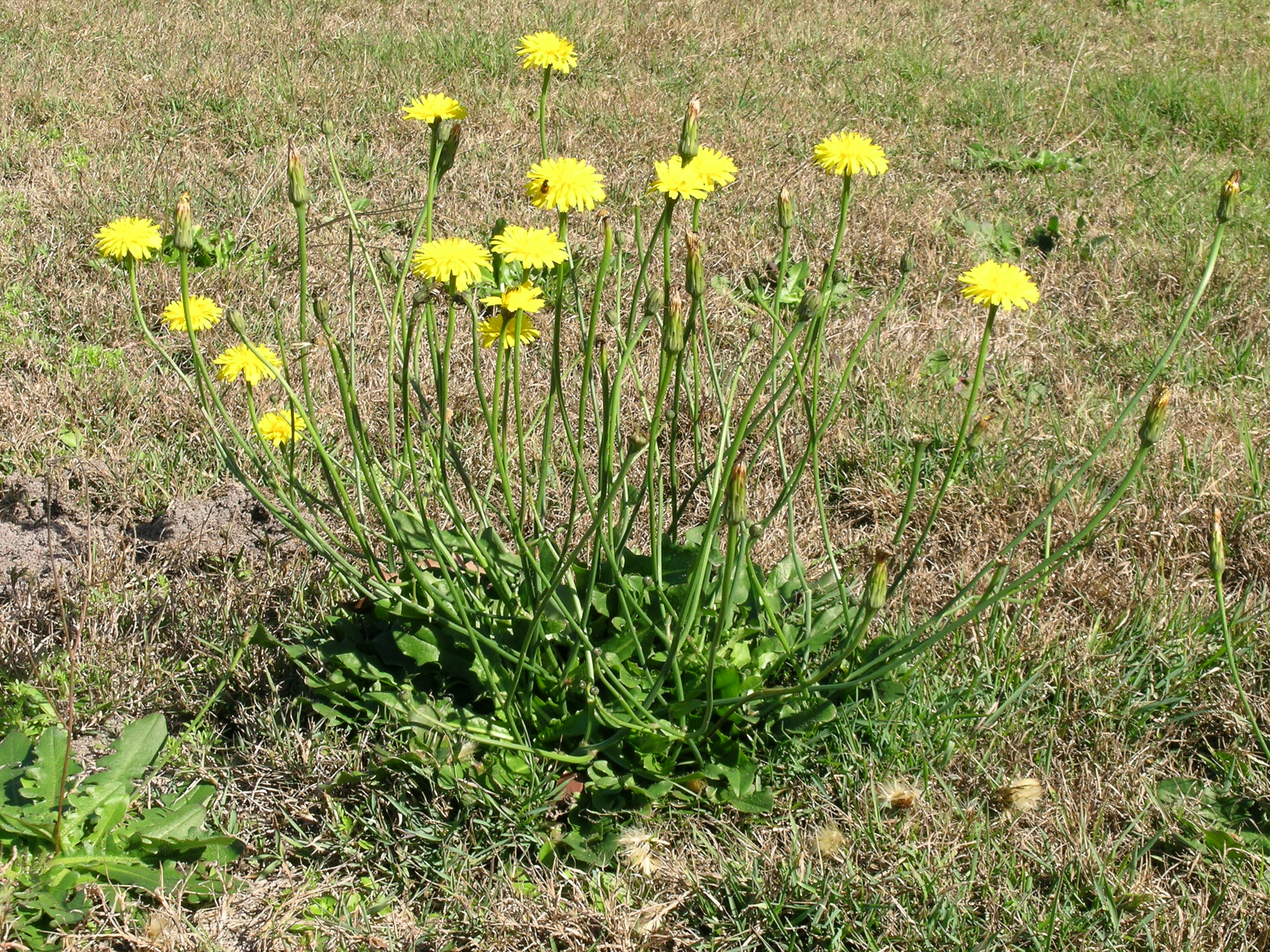 Flatweed