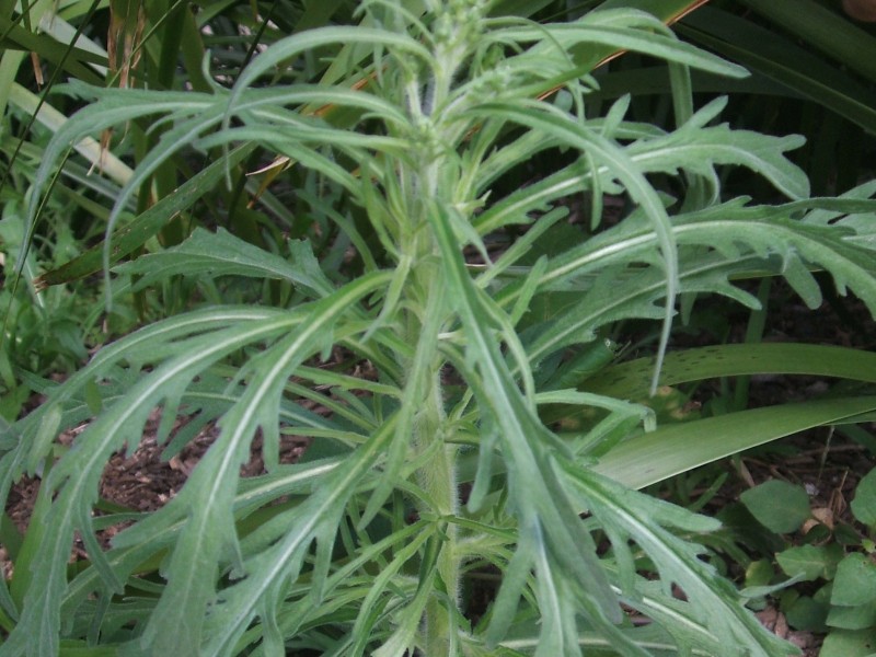 Fleabane