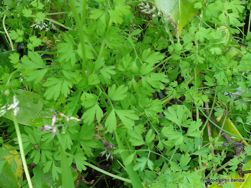 Fumitory