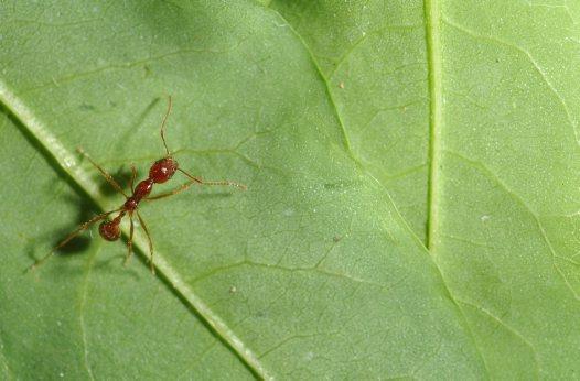 Funnel Ant