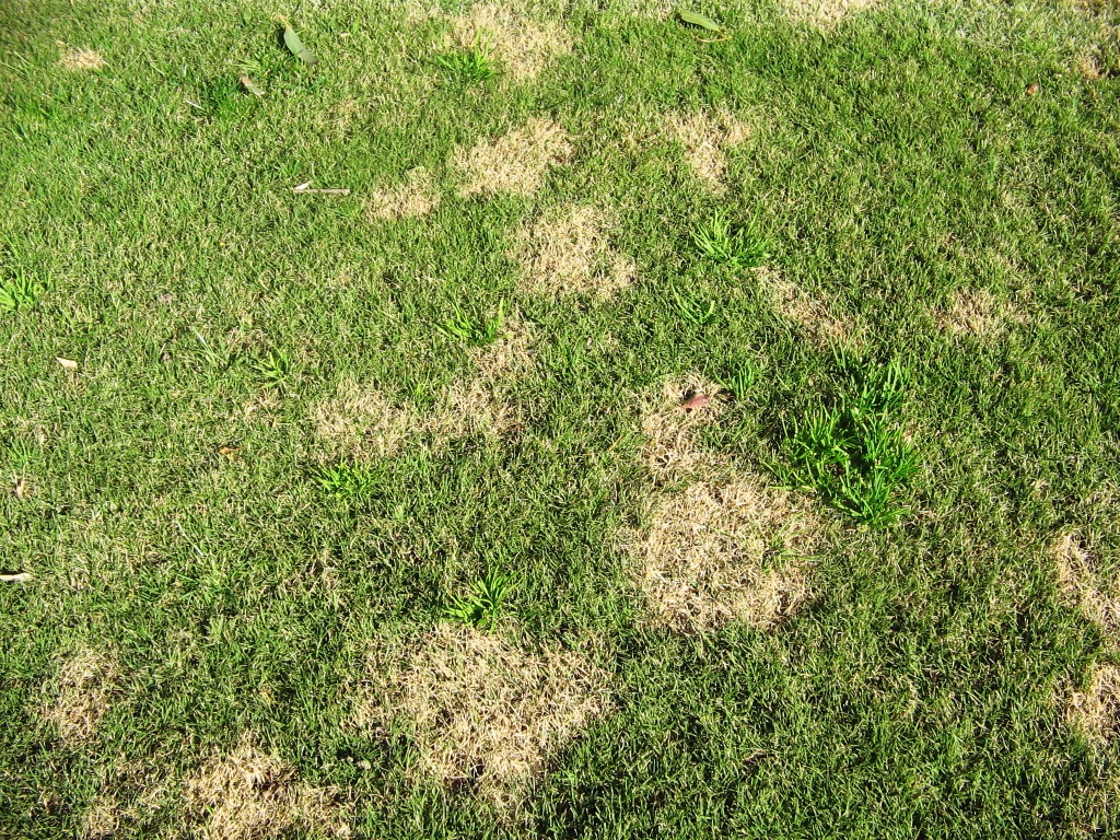 Fusarium Patch