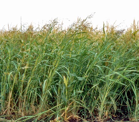 Johnson Grass