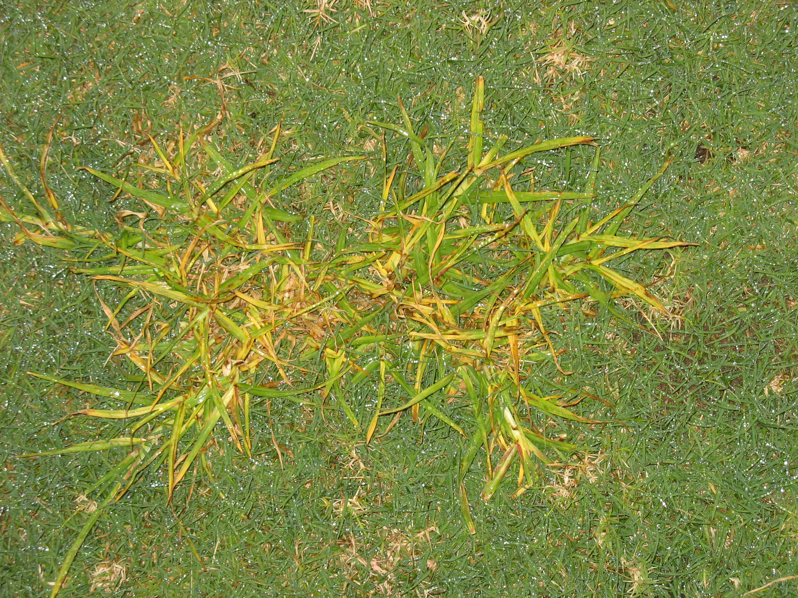 Kikuyu Grass