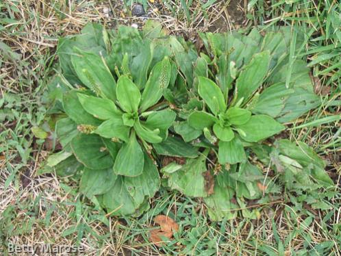 Lambs Tongue