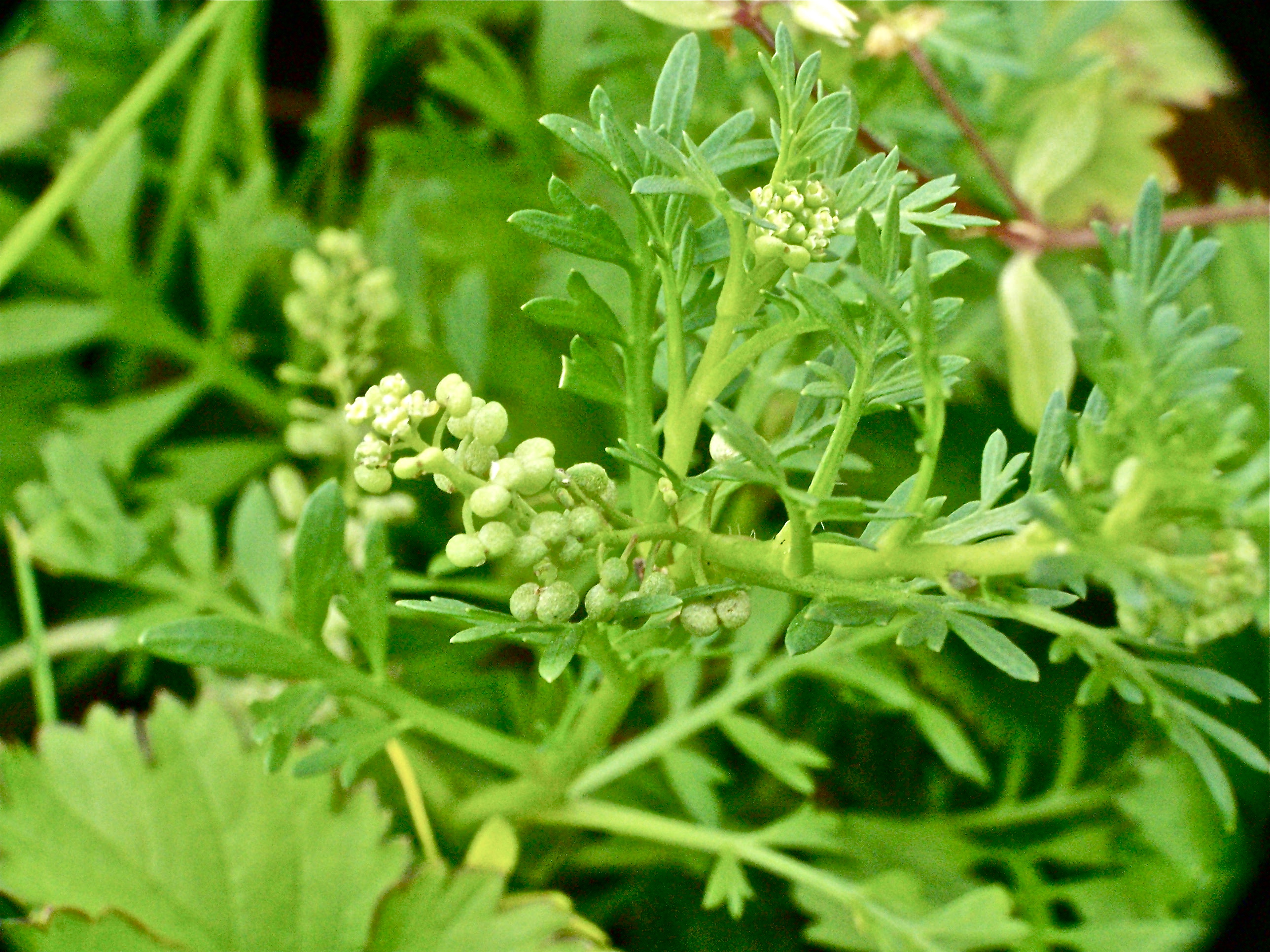 Lesser Swinecress