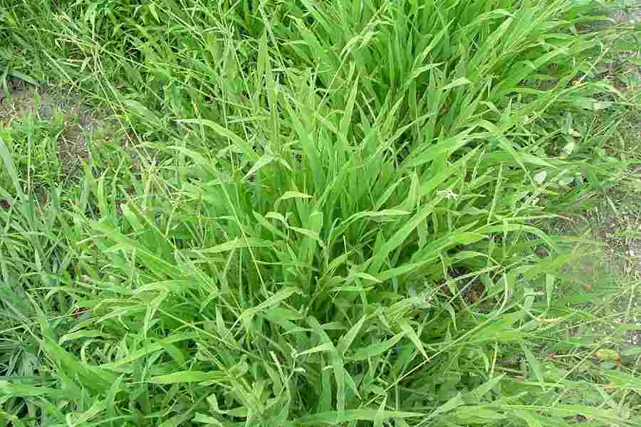 Liverseed Grass