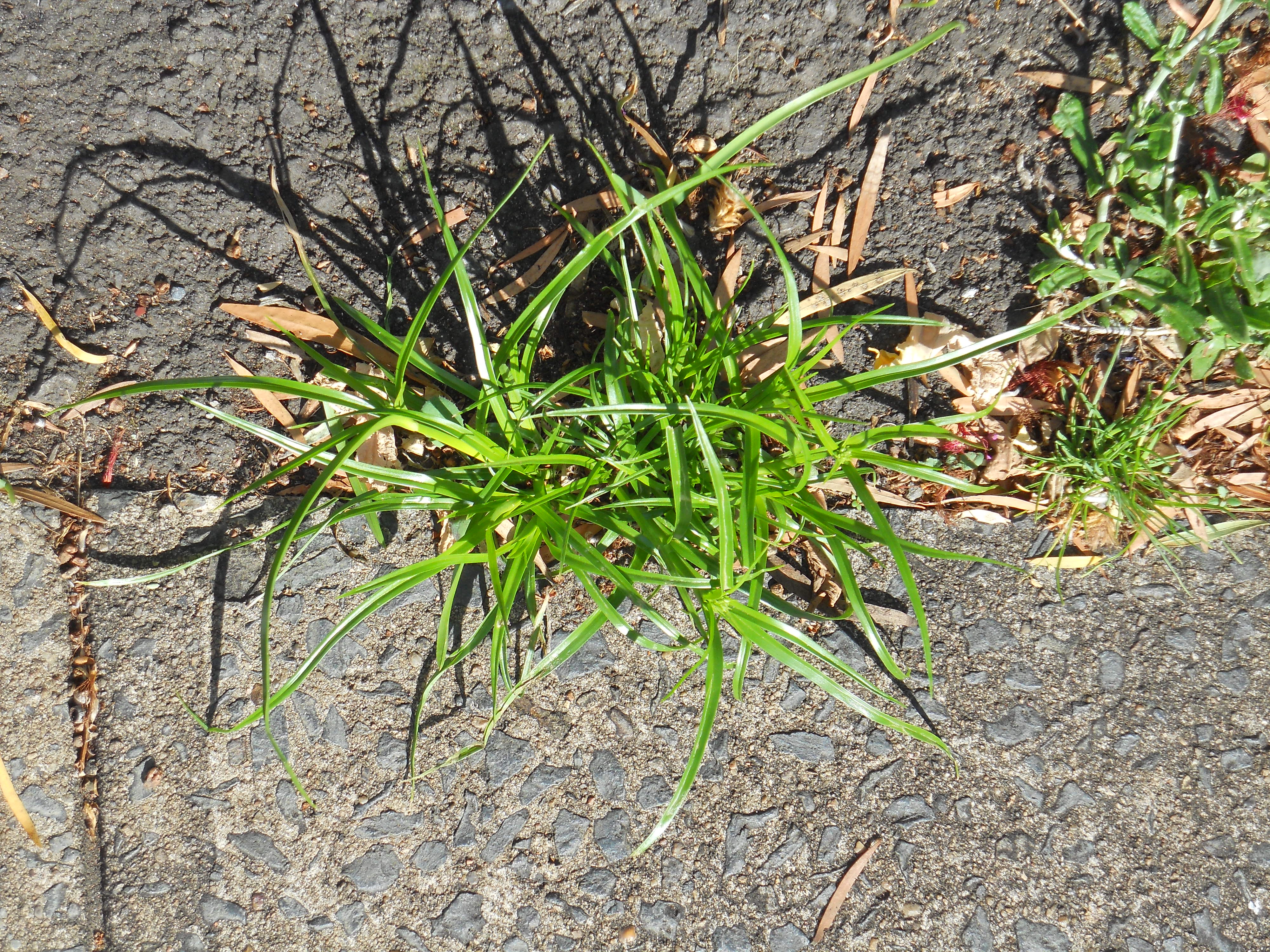 Nutgrass