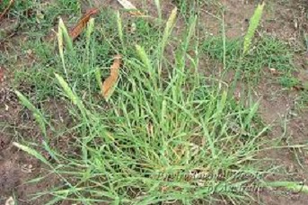 Paradoxa grass