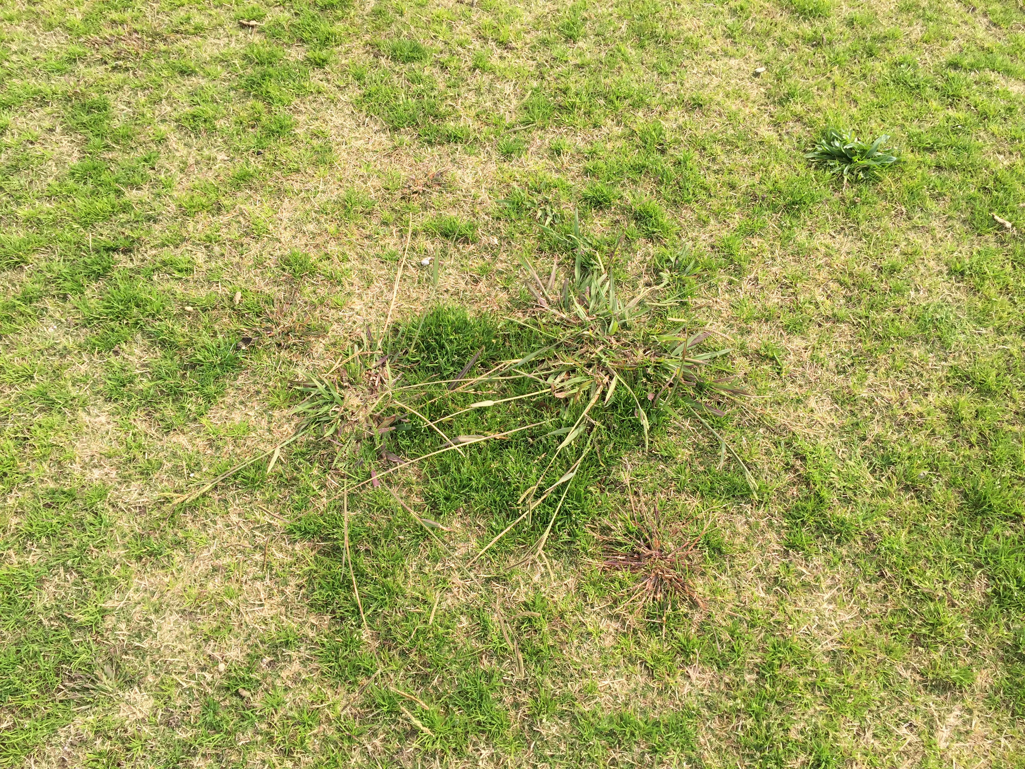 Paspalum