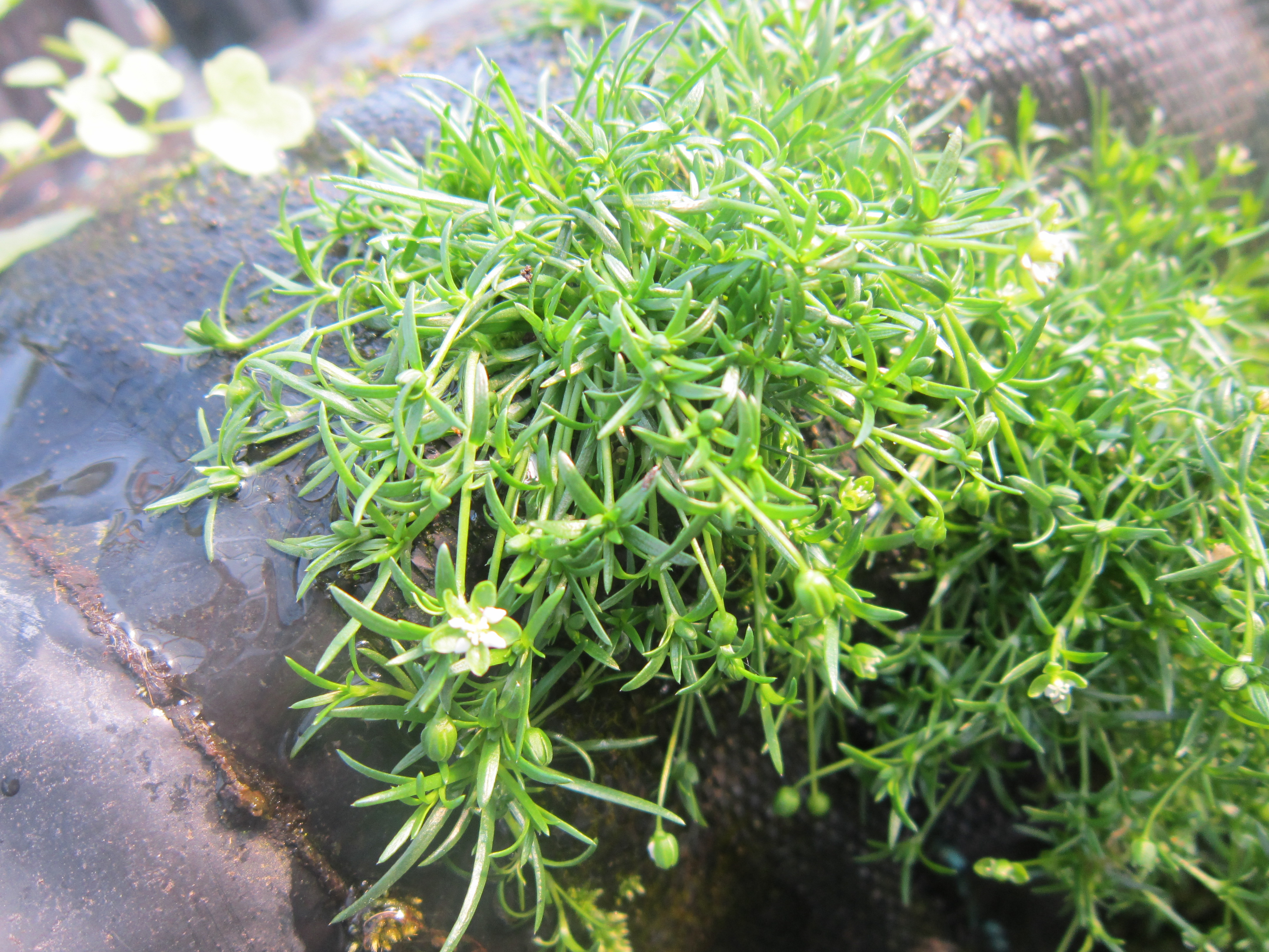 Pearlwort