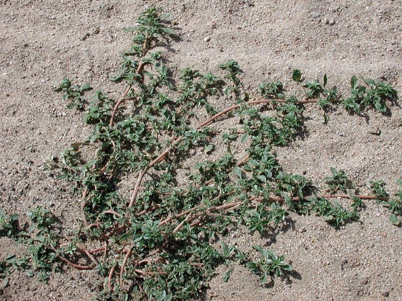 Pigweed