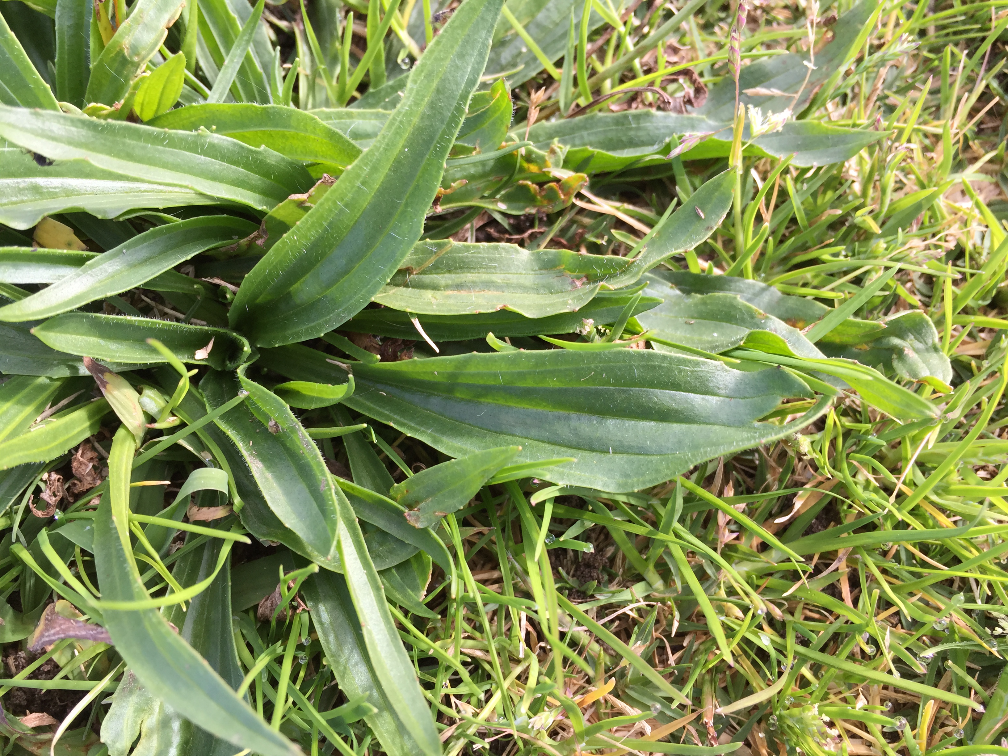 Plantain