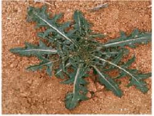 Saffron Thistle
