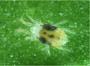 Two-Spotted Mite