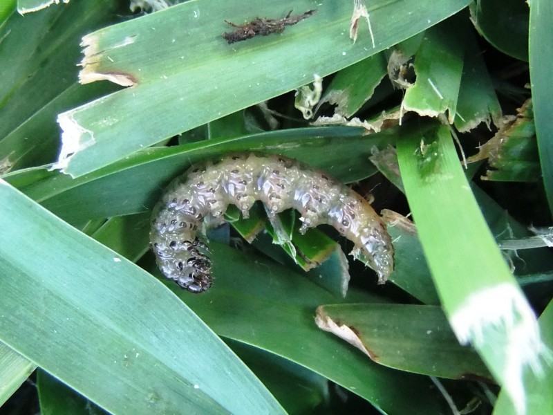 Sod Webworm
