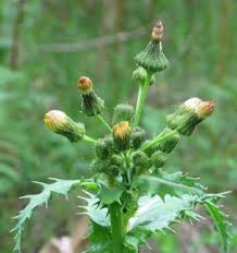 Sow Thistle