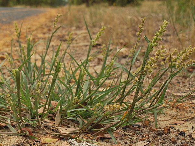 Spiny Burrgrass