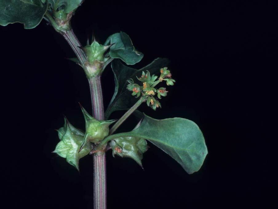 Spiny Emex