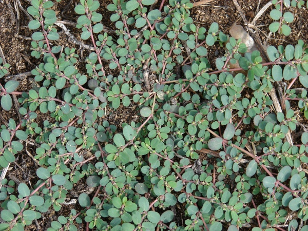 Spotted Spurge