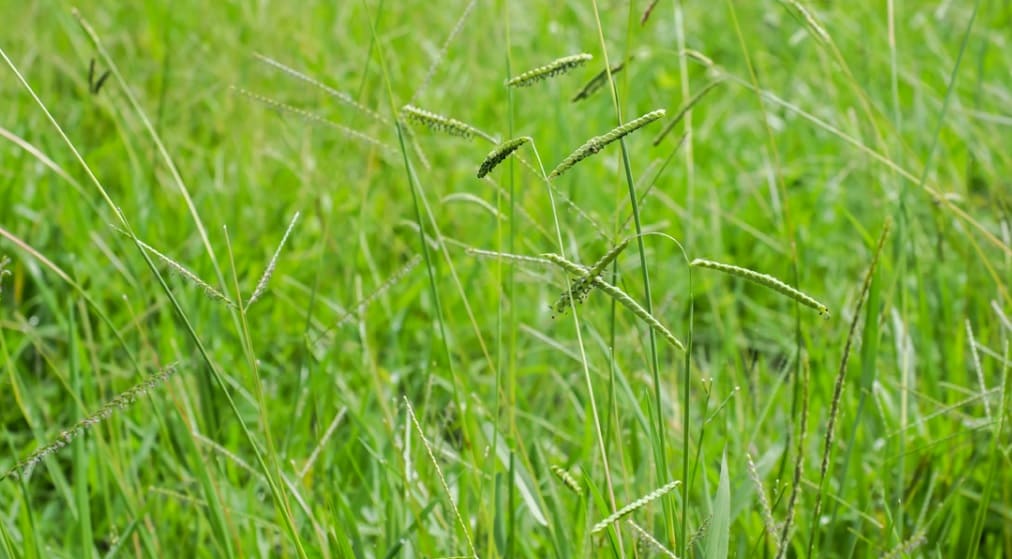 How To Manage Summer Grassy Weeds