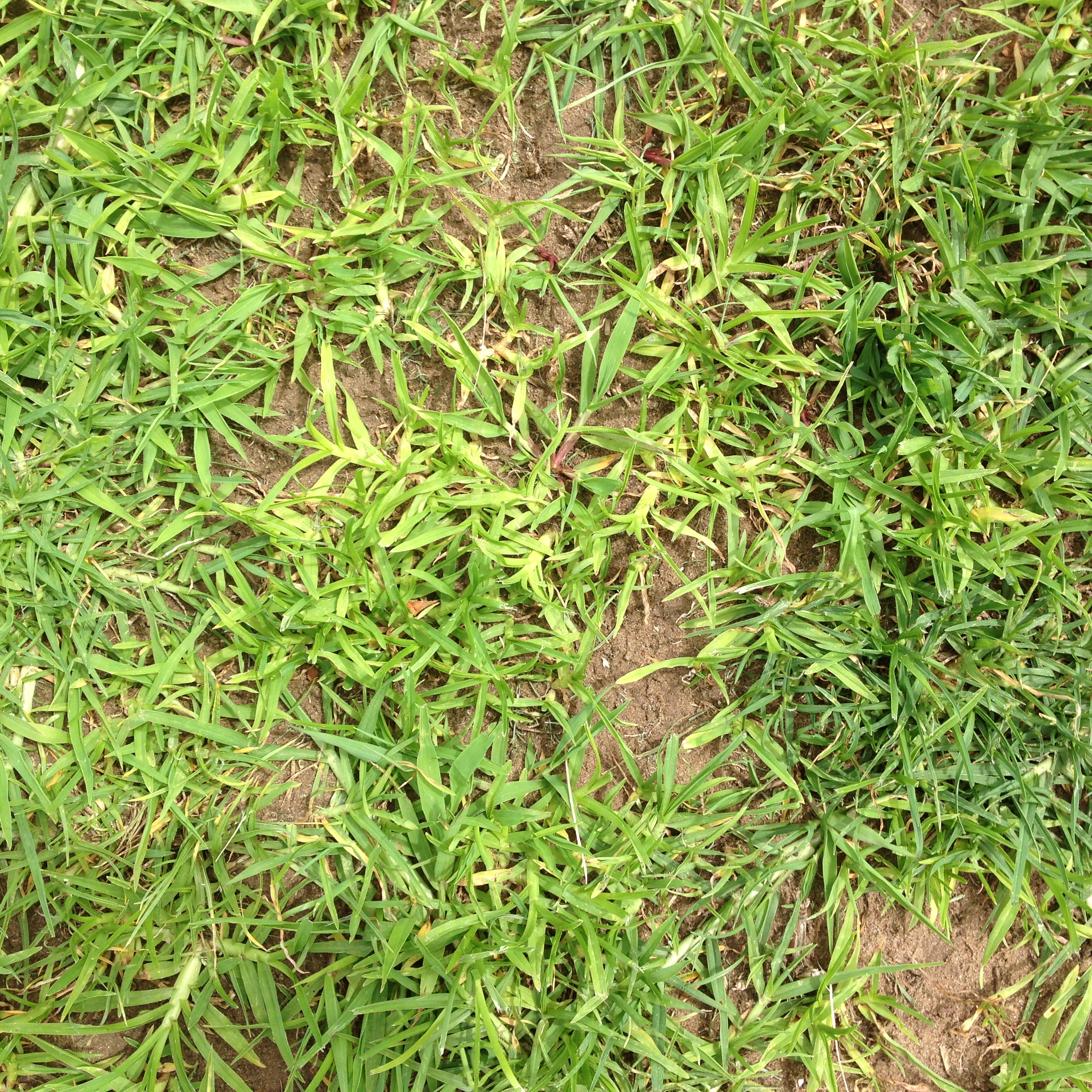 Summer Grass