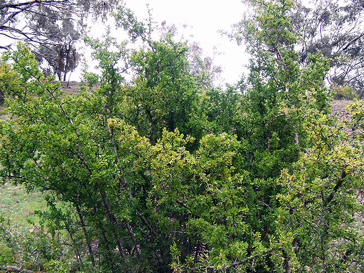 African Boxthorn