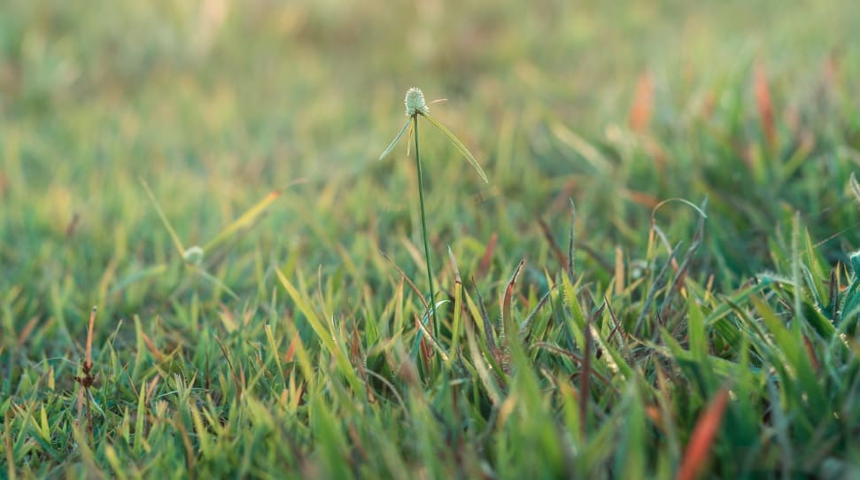 How to Plan a Pre-Emergent Herbicide Strategy