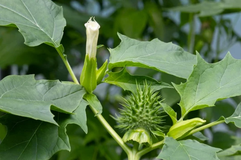 Thornapple