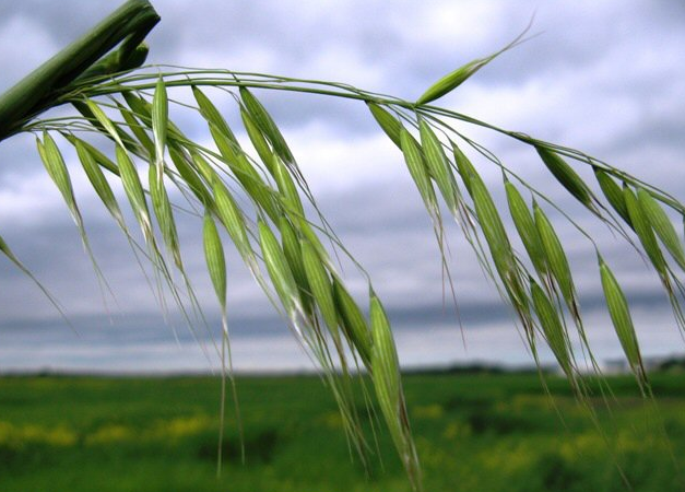 Wild Oats